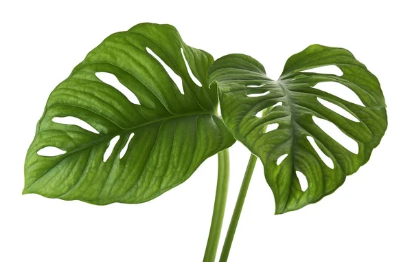Monstera Obliqua Leaves Tropical Foliage Isolated White Background Clipping Path — Stock Photo, Image