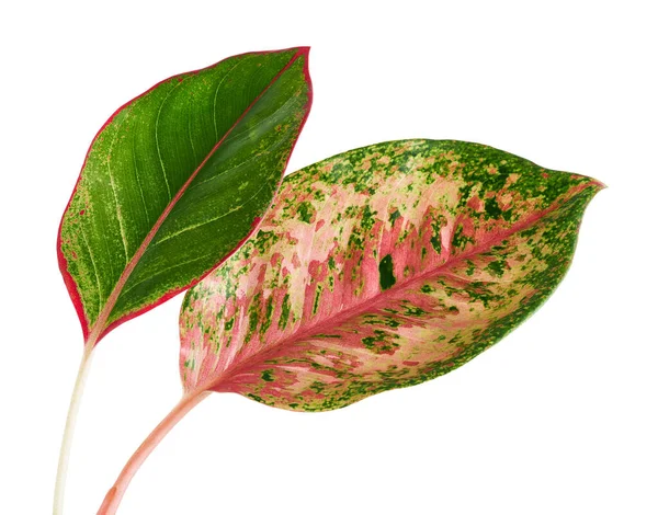 Dedaunan Aglaonema Daun Aglaonema Hijau Dan Merah Muda Daun Tropis — Stok Foto