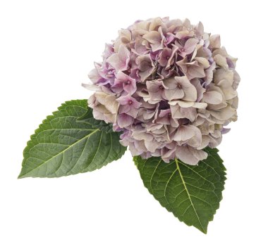 Ortanca çiçeği, ortanca makrofilla, beyaz arka planda izole edilmiş, kırpma yolu ile