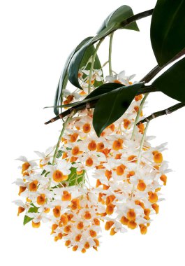 Dendrobium tiroflorum orkidesi, Pinecone benzeri raceme dendrobium, Dendrobium orkidesi beyaz arka planda izole edilmiş, kırpma yolu ile