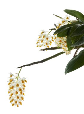 Dendrobium tiroflorum orkidesi, Pinecone benzeri raceme dendrobium, Dendrobium orkidesi beyaz arka planda izole edilmiş, kırpma yolu ile