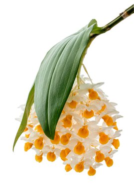 Dendrobium tiroflorum orkidesi, Pinecone benzeri raceme dendrobium, Dendrobium orkidesi beyaz arka planda izole edilmiş, kırpma yolu ile