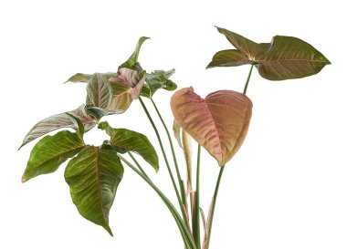 Pembe Sengonyum Podophyllum yaprakları, Pembe ok başı şekilli yapraklar, Beyaz arka planda izole edilmiş ok başı sarmaşığı, kırpma yolu