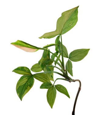 Pembe Sengonyum Podophyllum yaprakları, Pembe ok başı şekilli yapraklar, Beyaz arka planda izole edilmiş ok başı sarmaşığı, kırpma yolu