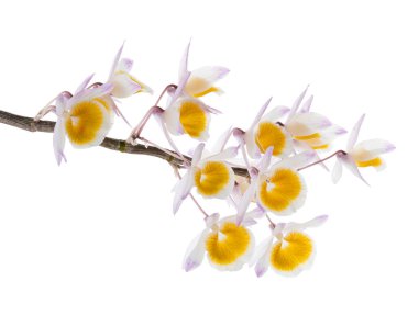 Dendrobium tiroflorum orkidesi, Pinecone benzeri raceme dendrobium, Dendrobium orkidesi beyaz arka planda izole edilmiş, kırpma yolu ile