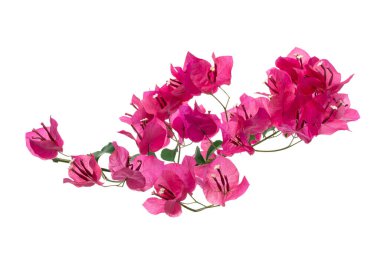 Bougainvillea çiçeği, Paperflower, Pembe Bougainvillea çiçeği beyaz arka planda izole edilmiş, kırpma yolu ile