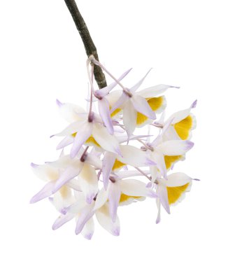 Dendrobium tiroflorum orkidesi, Pinecone benzeri raceme dendrobium, Dendrobium orkidesi beyaz arka planda izole edilmiş, kırpma yolu ile