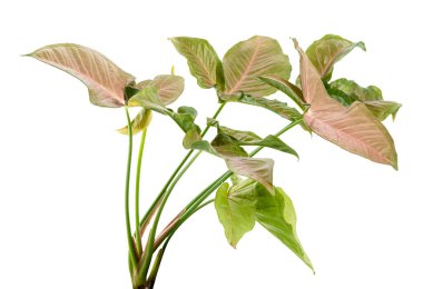 Pembe Sengonyum Podophyllum yaprakları, Pembe ok başı şekilli yapraklar, Beyaz arka planda izole edilmiş ok başı sarmaşığı, kırpma yolu