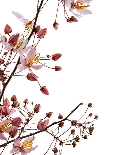 Cassia Bakeriana Árvore Chuveiro Rosa Flores Cor Rosa Isoladas Fundo — Fotografia de Stock