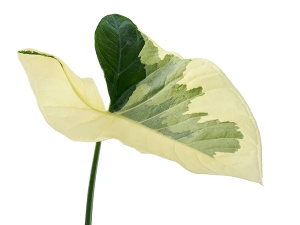 Φύλλα Διχρωμίου Caladium Φυλλώματα Caladium Που Απομονώνονται Λευκό Φόντο Μονοπάτι — Φωτογραφία Αρχείου