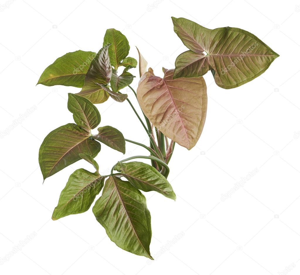 Pink Syngonium podophyllum leaves, Pink arrowhead shaped foliage, Arrowhead Ivy isolated on white background, with clipping path