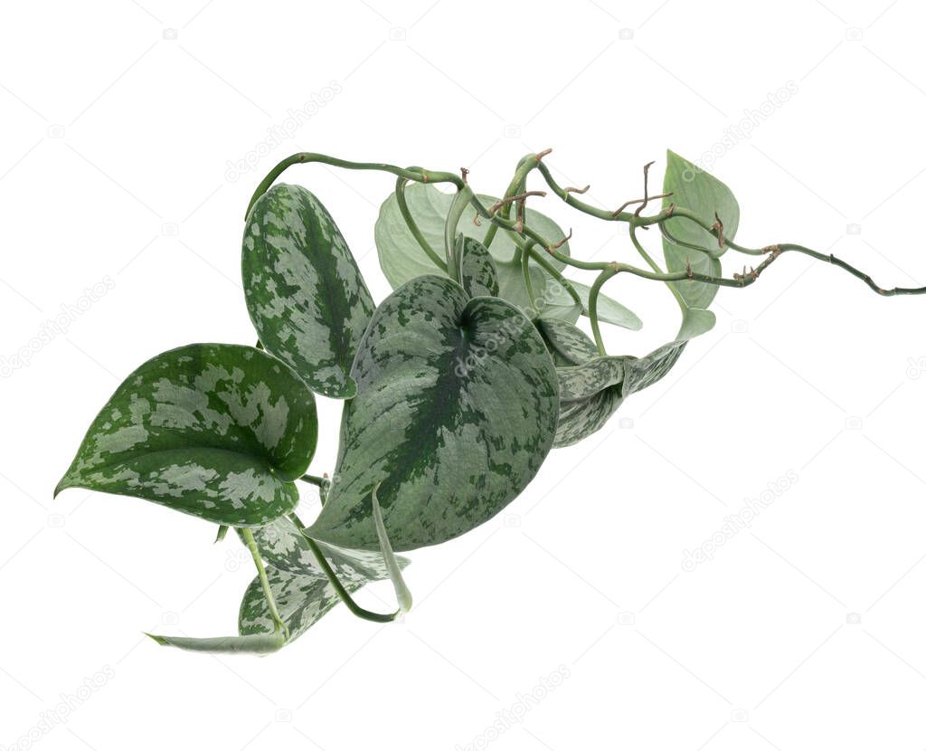 Scindapsus pictus leaves, Satin Pothos plant, Exotic foliage isolated on white background, with clipping path