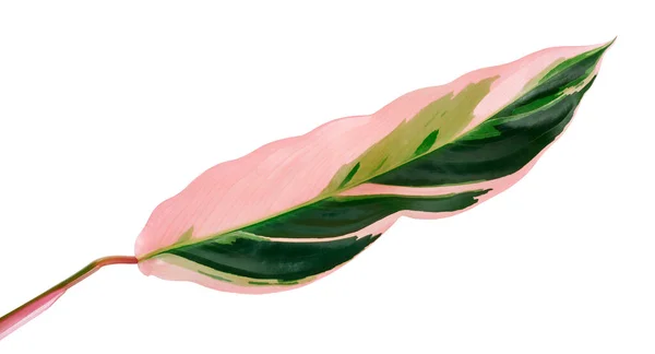 Stromanthe Triostar Blatt Tropisches Laub Isoliert Auf Weißem Hintergrund Mit — Stockfoto