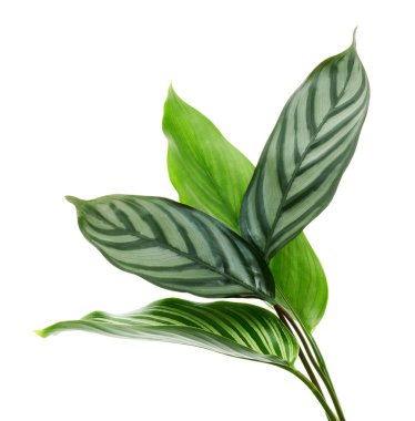 Calathea Vittata ve Calathea yaprakları, yeşil yapraklar, tropikal yapraklar beyaz arka planda izole edilmiş, kırpma yolu ile