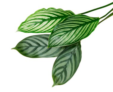 Calathea Vittata ve Calathea yaprakları, yeşil yapraklar, tropikal yapraklar beyaz arka planda izole edilmiş, kırpma yolu ile