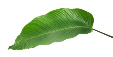 Calathea yaprağı, egzotik tropikal yaprak, büyük yeşil yaprak, kesme yolu ile beyaz arka planda izole