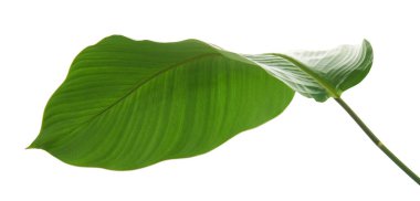 Calathea yaprağı, egzotik tropikal yaprak, büyük yeşil yaprak, kesme yolu ile beyaz arka planda izole