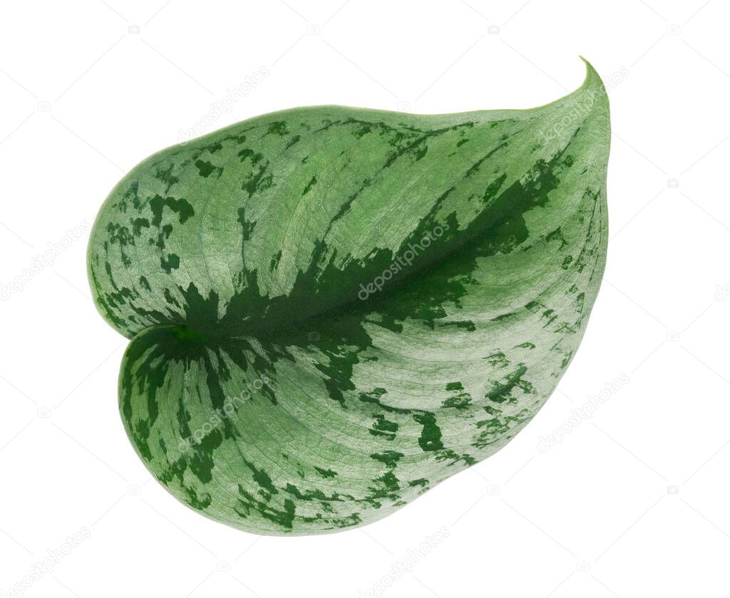 Scindapsus pictus leaves, Satin Pothos plant, Exotic foliage isolated on white background, with clipping path 