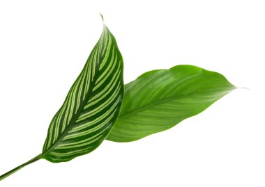 Calathea Vittata yaprakları, beyaz çizgili yeşil yaprak, beyaz arka planda izole tropikal yaprak, kırpma yolu ile                         