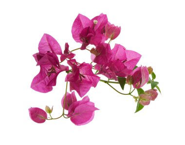 Bougainvillea çiçeği, Paperflower, Pembe Bougainvillea çiçeği beyaz arka planda izole edilmiş, kırpma yolu ile