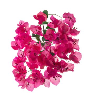 Bougainvillea çiçeği, Paperflower, Pembe Bougainvillea çiçeği beyaz arka planda izole edilmiş, kırpma yolu ile