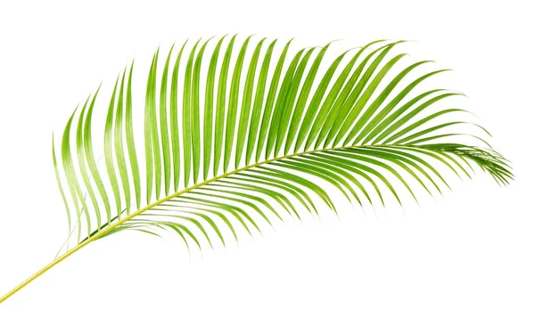 Gele Palmbladeren Gouden Rietpalm Areca Palmbladeren Tropisch Gebladerte Geïsoleerd Witte — Stockfoto