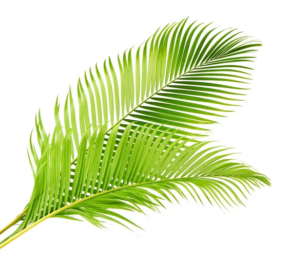 Gele Palmbladeren Gouden Rietpalm Areca Palmbladeren Tropisch Gebladerte Geïsoleerd Witte — Stockfoto