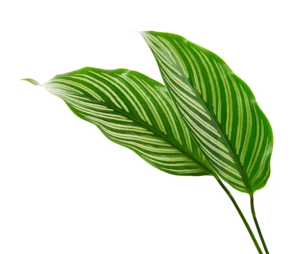 Calathea Vittata Blätter Grünes Blatt Mit Weißen Streifen Tropisches Laub — Stockfoto