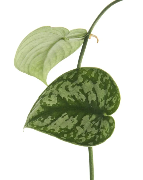 Scindapsus Pictus Blätter Satin Pothos Pflanze Exotisches Laub Isoliert Auf — Stockfoto