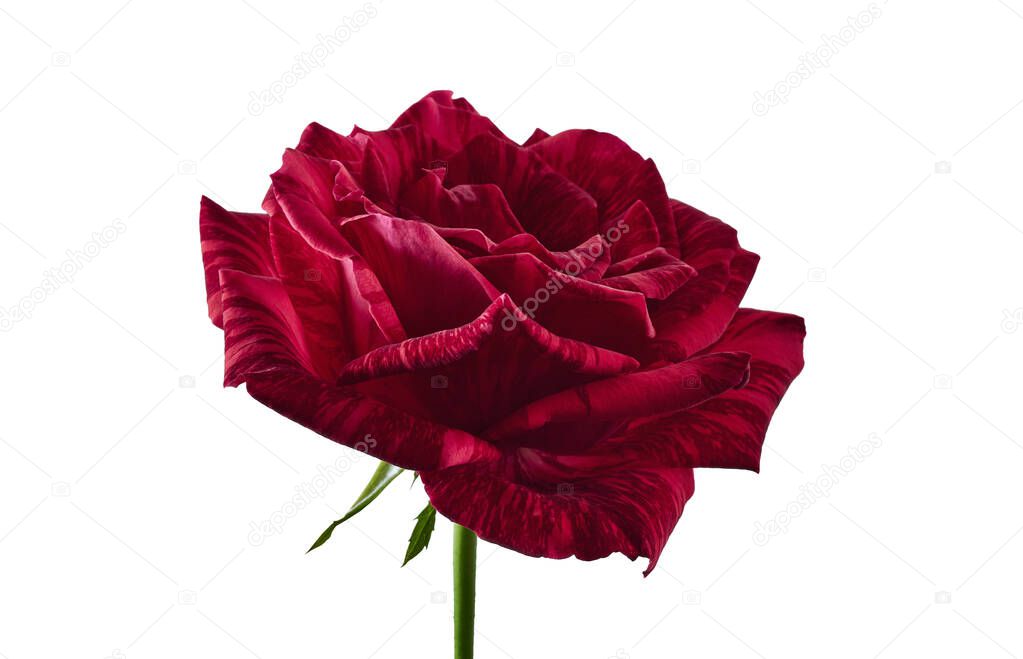 Red rose blossoms, Variegated rose flower isolated on white background, with clipping path                                