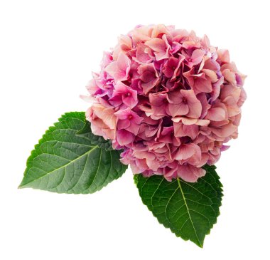 Pembe ortanca çiçeği, ortanca macrophylla, beyaz arka planda izole edilmiş, kırpma yolu ile