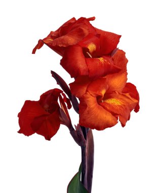 Can 't flower, Red canna Lily, tropikal çiçekler beyaz arka planda, kırpma yolu ile izole  
