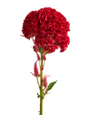 Celosia cristata çiçeği, kırmızı horoz tarağı çiçeği beyaz arka planda izole edilmiş, kırpma yolu ile                              