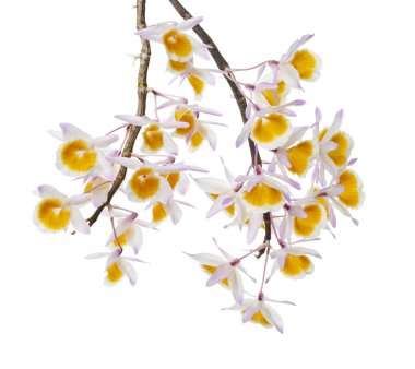 Dendrobium tiroflorum orkidesi, Pinecone benzeri raceme dendrobium, Dendrobium orkidesi beyaz arka planda izole edilmiş, kırpma yolu ile                               