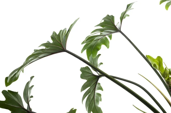 Philodendron Xanadu Xanadu Bladeren Geïsoleerd Witte Achtergrond Met Clipping Pad — Stockfoto
