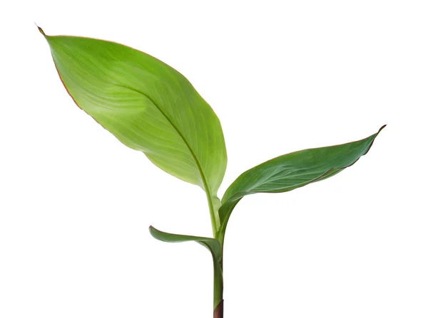 Canna Plant Canna Lily Leaves Tropical Foliage Isolated White Background — Stock Photo, Image