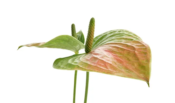 Bunga Flamingo Anthurium Bunga Mimpi Manis Terisolasi Pada Latar Belakang — Stok Foto