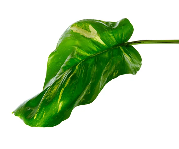 Duivelsklimop Golden Pothos Epipremnum Aureum Hartvormige Bladeren Wijnstok Met Grote — Stockfoto