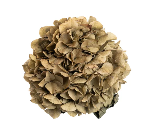 Fiore Ortensia Secca Ortensia Macrophylla Isolata Fondo Bianco Con Percorso — Foto Stock