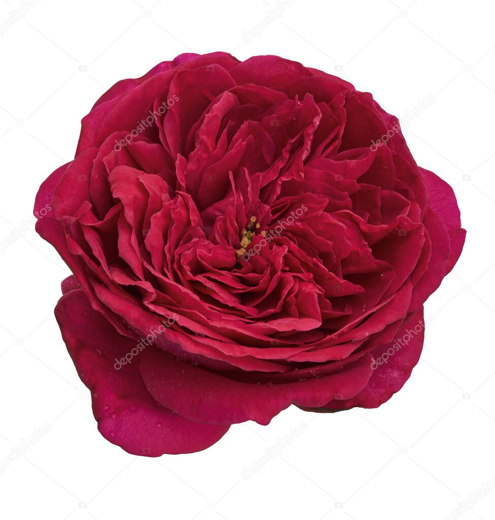 Red rose blossoms with leaves, Garden rose isolated on white background, with clipping path                        