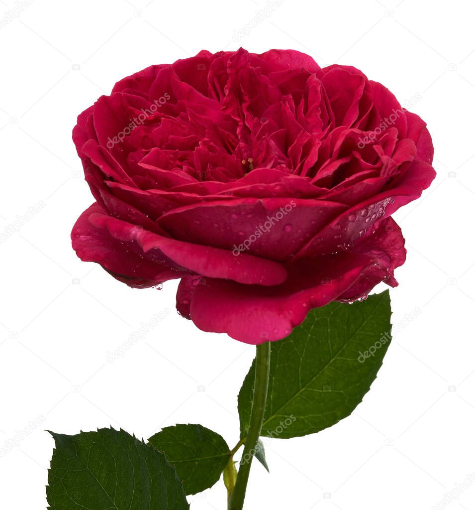 Red rose blossoms with leaves, Garden rose isolated on white background, with clipping path                        