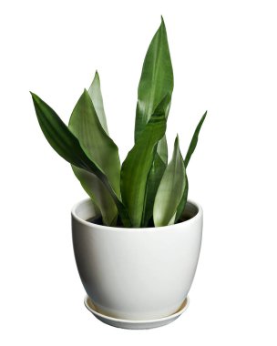 Beyaz tenceredeki Sansevieria Moonshine, Moonshine Snake Plant, kesme yolu olan beyaz arka planda izole edilmiş.                                                   