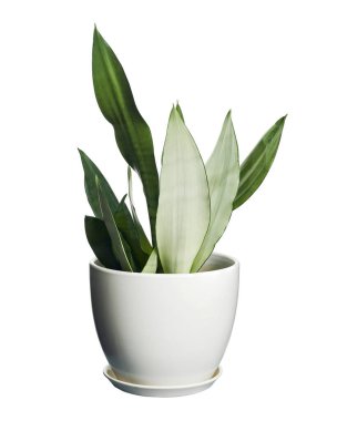 Beyaz tenceredeki Sansevieria Moonshine, Moonshine Snake Plant, kesme yolu olan beyaz arka planda izole edilmiş.                                                   