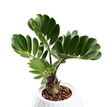 Cardboard palm, Zamia furfuracea, Mexican cycad in pot,  isolated on white background, with clipping path  clipart