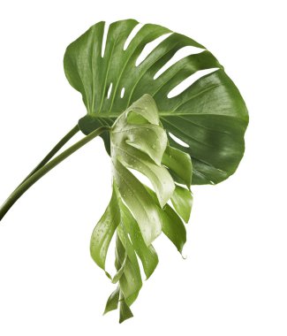 Monstera deliciosa yaprağı veya İsviçre peynir bitkisi, beyaz arka planda izole edilmiş, kırpma yolu ile                          