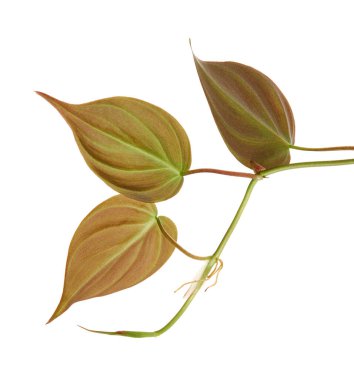 Philodendron Micans yaprakları, kadife yapraklı filodendron, beyaz arka planda izole edilmiş, kırpma yolu ile