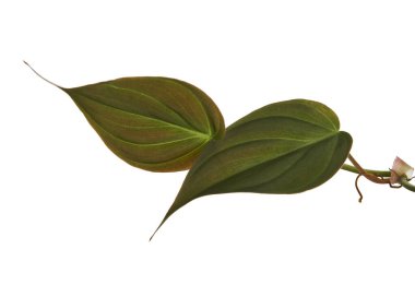 Philodendron Micans yaprakları, kadife yapraklı filodendron, beyaz arka planda izole edilmiş, kırpma yolu ile
