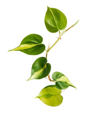 Philodendron Brasil yaprakları, Philodendron hederaceum bitkisi, beyaz arka planda izole edilmiş, kırpma yolu ile                              