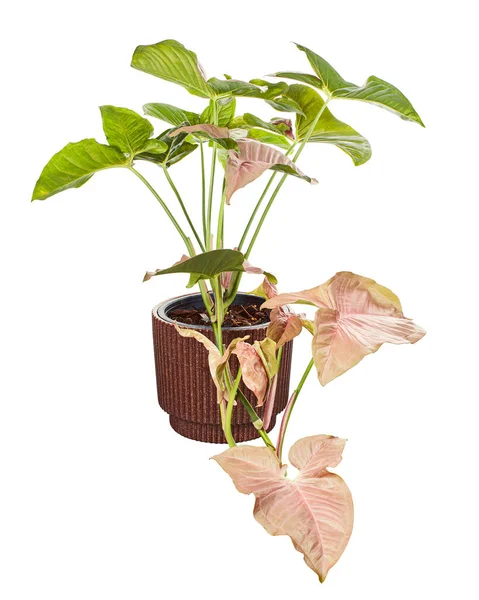 Pink Syngonium Podophyllum Pot Pink Arrowhead Shaped Arrowhead Ivy Isolated — Stock Photo, Image