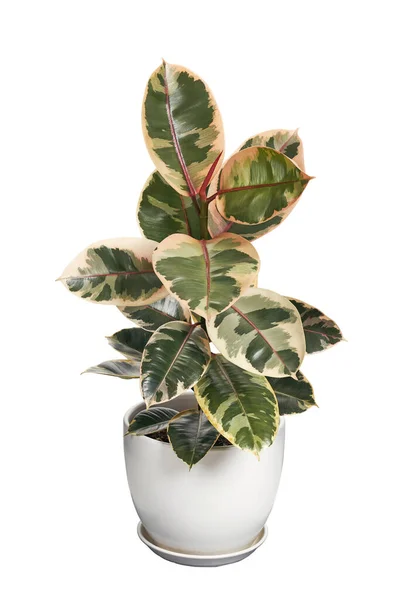 Variegated Indian Rubber plant in pot, isolated on white background with clipping path
